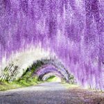 2023 Kawachi Fujien (Garden) Pre-sale Ticket For Sale (Late April 2023- Early May 2023)